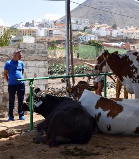 El ganado vacuno triunfa en la Feria de Gáldar. · foto 7