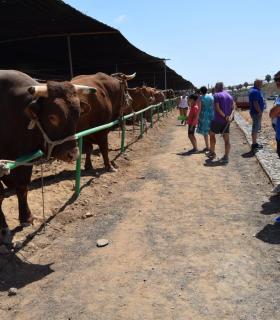 El ganado vacuno triunfa en la Feria de Gáldar. · foto 8