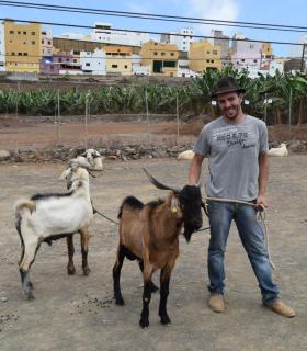 El ganado vacuno triunfa en la Feria de Gáldar. · foto 11