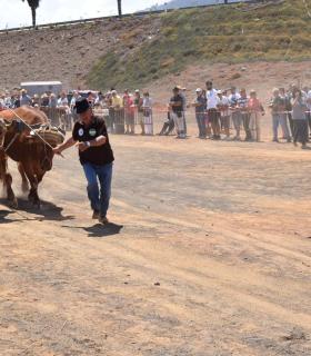 El ganado vacuno triunfa en la Feria de Gáldar. · foto 10