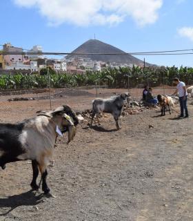 El ganado vacuno triunfa en la Feria de Gáldar. · foto 4