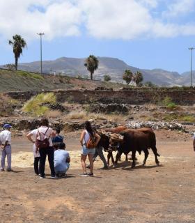 El ganado vacuno triunfa en la Feria de Gáldar. · foto 6