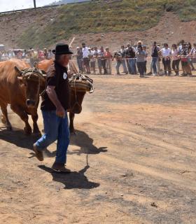 El ganado vacuno triunfa en la Feria de Gáldar. · foto 13