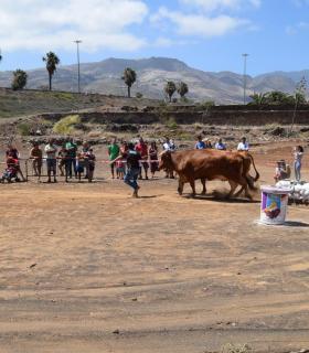 El ganado vacuno triunfa en la Feria de Gáldar. · foto 9