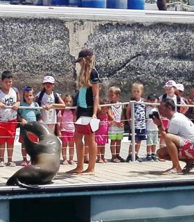Los Campamentos Deportivos acercan medio centenar de niños y niñas a saludar los lobos marinos en Caleta de Fuste. · foto 2