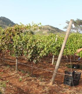 La Asociación Vitivinícola de Tegueste (AVITE) y el PFAE AgroEmplea Tegueste vinificará diferentes variedades de uva de la Finca Los Zamorano. · foto 5
