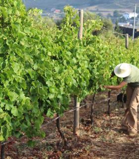 La Asociación Vitivinícola de Tegueste (AVITE) y el PFAE AgroEmplea Tegueste vinificará diferentes variedades de uva de la Finca Los Zamorano. · foto 3