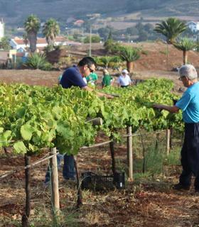 La Asociación Vitivinícola de Tegueste (AVITE) y el PFAE AgroEmplea Tegueste vinificará diferentes variedades de uva de la Finca Los Zamorano. · foto 2