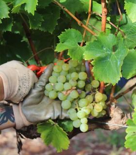La Asociación Vitivinícola de Tegueste (AVITE) y el PFAE AgroEmplea Tegueste vinificará diferentes variedades de uva de la Finca Los Zamorano. · foto 4