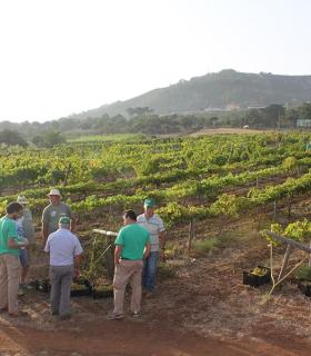 La Asociación Vitivinícola de Tegueste (AVITE) y el PFAE AgroEmplea Tegueste vinificará diferentes variedades de uva de la Finca Los Zamorano. · foto 1