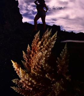 Abigail Martín y Yeray Delgado ganan el concurso de fotografía submarina Fotosub en el Festival del Mar de La Palma. · foto 1