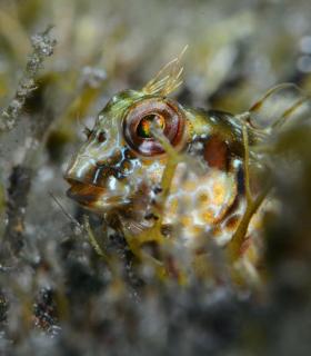 Abigail Martín y Yeray Delgado ganan el concurso de fotografía submarina Fotosub en el Festival del Mar de La Palma. · foto 7