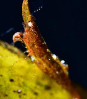 Abigail Martín y Yeray Delgado ganan el concurso de fotografía submarina Fotosub en el Festival del Mar de La Palma. · foto 4