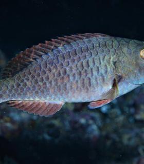 Abigail Martín y Yeray Delgado ganan el concurso de fotografía submarina Fotosub en el Festival del Mar de La Palma. · foto 11