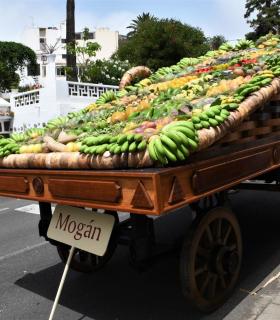 Mogán ofrece a la Virgen del Pino en Teror más de 1.000 kilos de fruta y más de 200 kilos de pescado. · foto 9