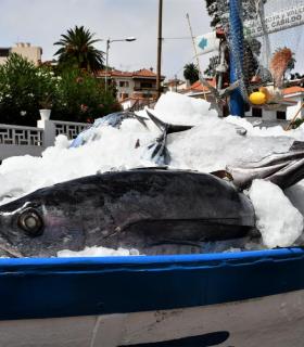 Mogán ofrece a la Virgen del Pino en Teror más de 1.000 kilos de fruta y más de 200 kilos de pescado. · foto 2