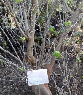 El Ayuntamiento de Icod de Los Vinos trabaja en un plan de actuación ante el estado de abandono del Parque del Drago. · foto 3
