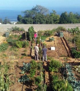 El Ayuntamiento de Icod de Los Vinos pone en marcha el primer jardín social del municipio. · foto 2