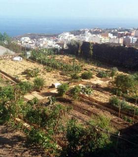 El Ayuntamiento de Icod de Los Vinos pone en marcha el primer jardín social del municipio. · foto 1