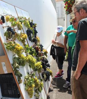 Tegueste celebra su vendimia y bendice sus viñedos. · foto 4