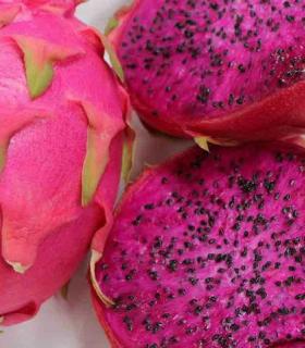 El Cabildo organiza un curso dedicado al cultivo y manejo agronómico de la pitaya. · foto 2