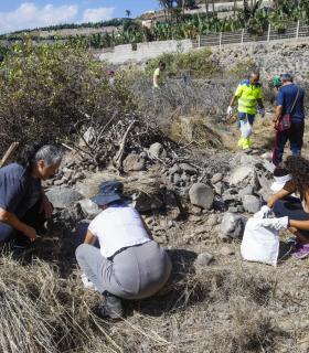 El Ayuntamiento de Las Palmas de Gran Canaria participa en una jornada de voluntariado para erradicar y controlar la especie invasora rabo de gato. · foto 4