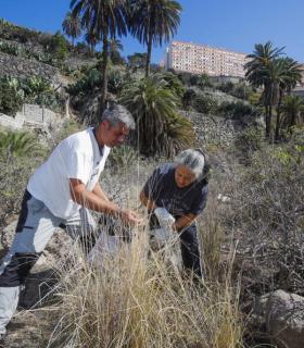 El Ayuntamiento de Las Palmas de Gran Canaria participa en una jornada de voluntariado para erradicar y controlar la especie invasora rabo de gato. · foto 2