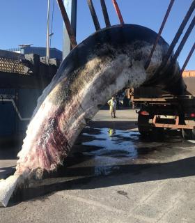 Hallan muerto un ejemplar subadulto de cachalote en aguas de El Hierro. · foto 1