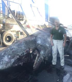 Hallan muerto un ejemplar subadulto de cachalote en aguas de El Hierro. · foto 2
