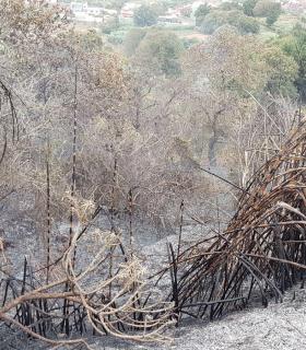 A esta hora de la tarde se encuentra extiguido el conato de incendio en Agua García (Tacoronte). · foto 1