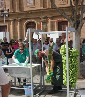 La Plaza de Santiago se anima este sábado con la Fiesta del Plátano de Gáldar. · foto 3