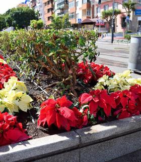Santa Cruz encara la campaña navideña con la plantación de 50.000 flores de pascua. · foto 3