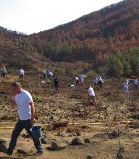 Más de 400 árboles son plantados por el personal de SAGULPA en Tejeda. · foto 2