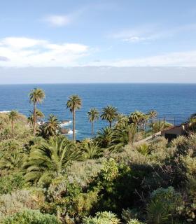 El Cabildo Insular de Tenerife impulsa un proyecto para catalogar y conservar la palmera canaria. · foto 2