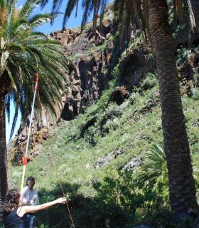 El Cabildo Insular de Tenerife impulsa un proyecto para catalogar y conservar la palmera canaria. · foto 1