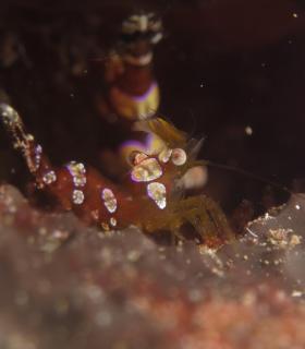 Elegidas las mejores imágenes del Open FotoSub Sardina de Gáldar 2017. · foto 12