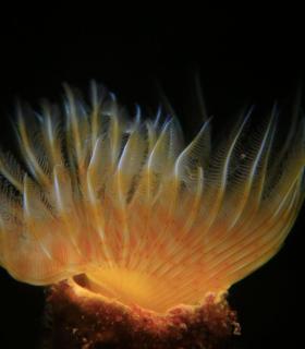 Elegidas las mejores imágenes del Open FotoSub Sardina de Gáldar 2017. · foto 8