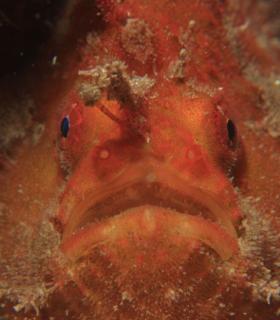 Elegidas las mejores imágenes del Open FotoSub Sardina de Gáldar 2017. · foto 9