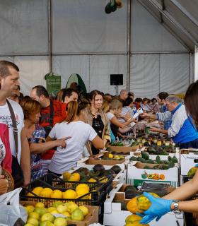 La 3ª Feria del Aguacate de Invierno de Mogán vende más de 5.300 kilos de ejemplares. · foto 4