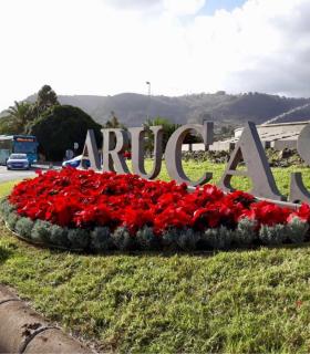 La Concejalía de Parques y Jardines planta cerca de 2.000 flores de pascua en Arucas. · foto 4