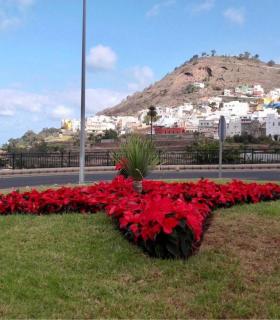La Concejalía de Parques y Jardines planta cerca de 2.000 flores de pascua en Arucas. · foto 3