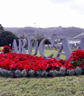 La Concejalía de Parques y Jardines planta cerca de 2.000 flores de pascua en Arucas. · foto 2