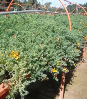 El Cabildo de Tenerife trabaja en la recuperación de dos especies vegetales endémicas en peligro de extinción. · foto 1