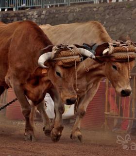 Fiesta de San Antonio Abad. Inauguración de la XI Liga de Arrastre Infantil y el XXIX Concurso de Arrastre Isla de Tenerife. · foto 33