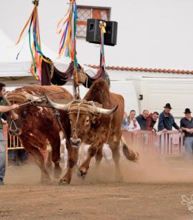 Fiesta de San Antonio Abad. Inauguración de la XI Liga de Arrastre Infantil y el XXIX Concurso de Arrastre Isla de Tenerife. · foto 77