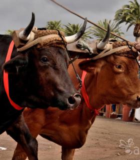 Fiesta de San Antonio Abad. Inauguración de la XI Liga de Arrastre Infantil y el XXIX Concurso de Arrastre Isla de Tenerife. · foto 32