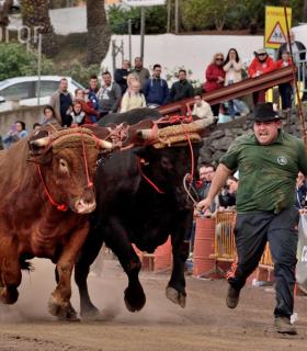 Fiesta de San Antonio Abad. Inauguración de la XI Liga de Arrastre Infantil y el XXIX Concurso de Arrastre Isla de Tenerife. · foto 64