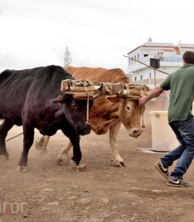 Fiesta de San Antonio Abad. Inauguración de la XI Liga de Arrastre Infantil y el XXIX Concurso de Arrastre Isla de Tenerife. · foto 50