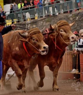Fiesta de San Antonio Abad. Inauguración de la XI Liga de Arrastre Infantil y el XXIX Concurso de Arrastre Isla de Tenerife. · foto 56