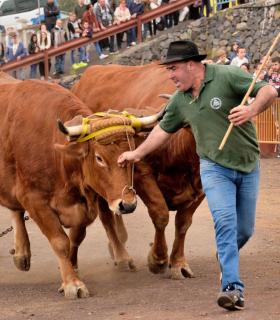 Fiesta de San Antonio Abad. Inauguración de la XI Liga de Arrastre Infantil y el XXIX Concurso de Arrastre Isla de Tenerife. · foto 6